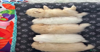 Pomeranian dogs - Advert 4