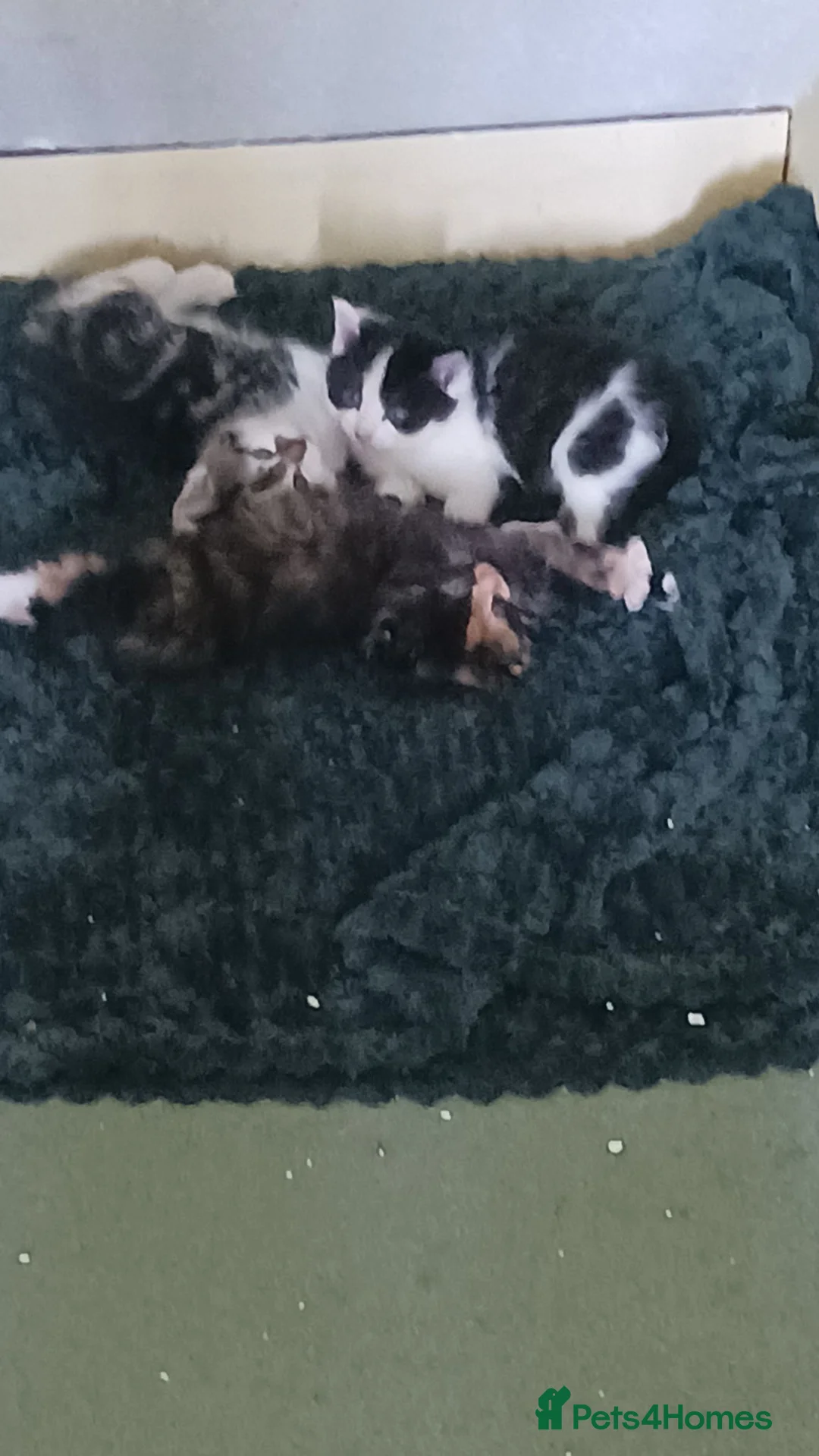 Mixed Breed cats for sale: Litter of kittens in Canterbury - Advert 2
