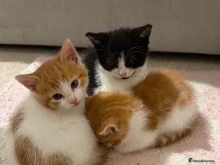 Domestic Shorthair cats 3 x male kittens - Advert 7