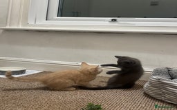 Domestic Shorthair cats for sale: 3 kittens(ginger,grey) ready to join their new hom - Image 14