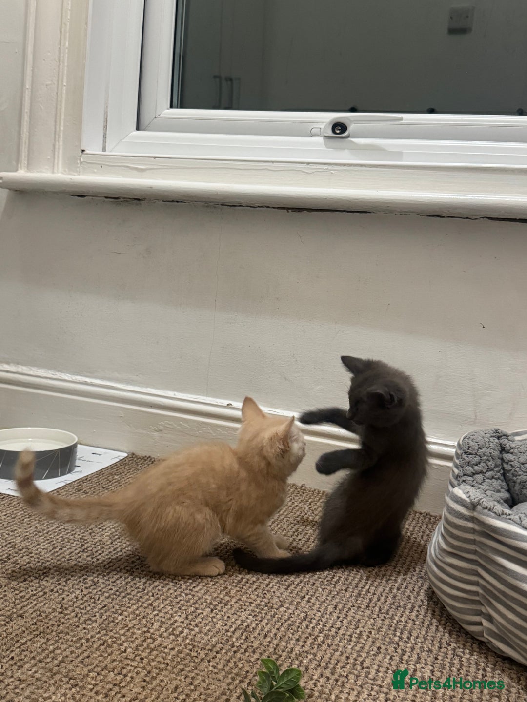 Domestic Shorthair cats for sale: 3 kittens(ginger,grey) ready to join their new hom - Image 14
