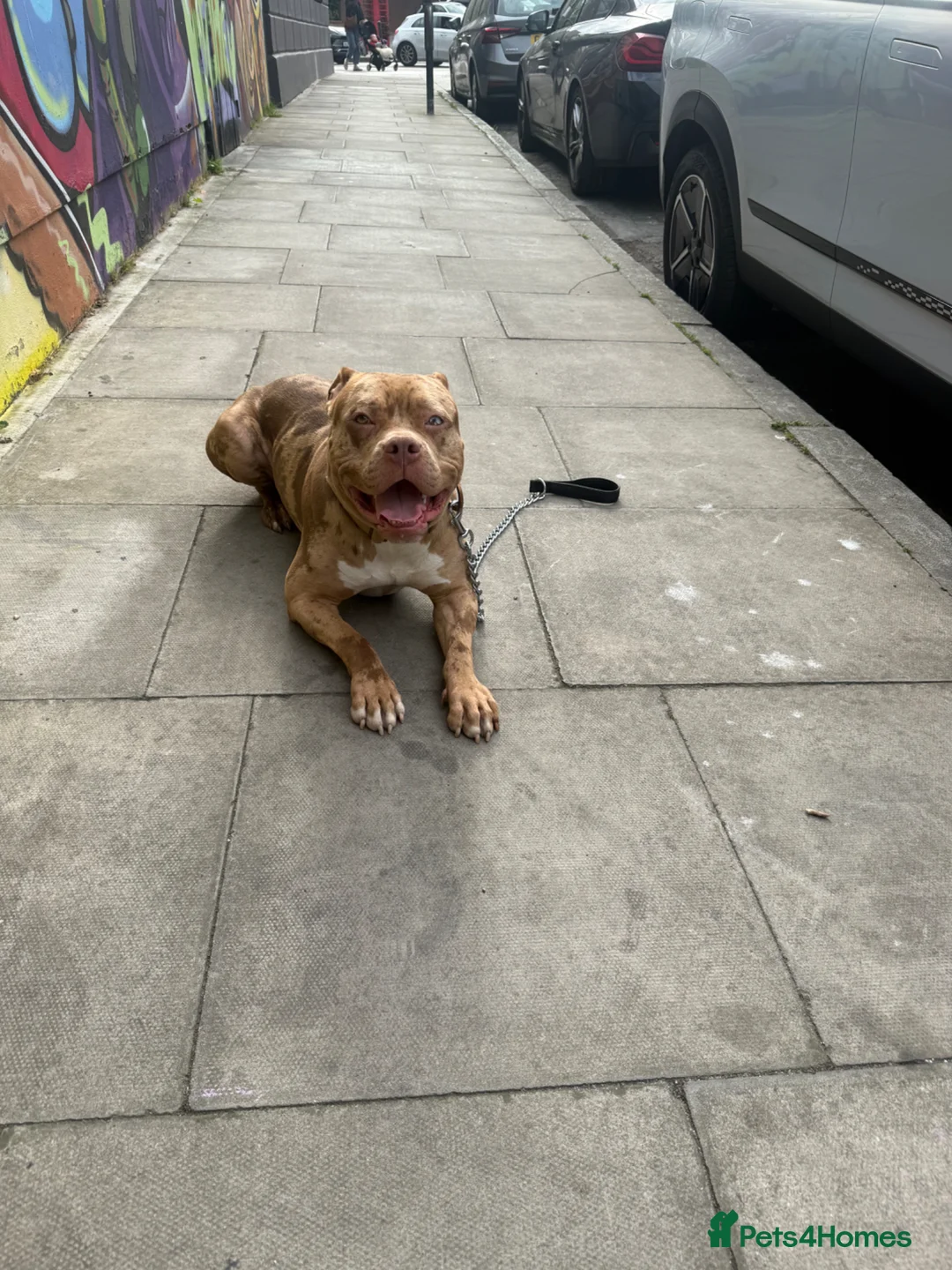 Cane Corso dogs for stud: Merle cane corso cross for stud - Advert 1