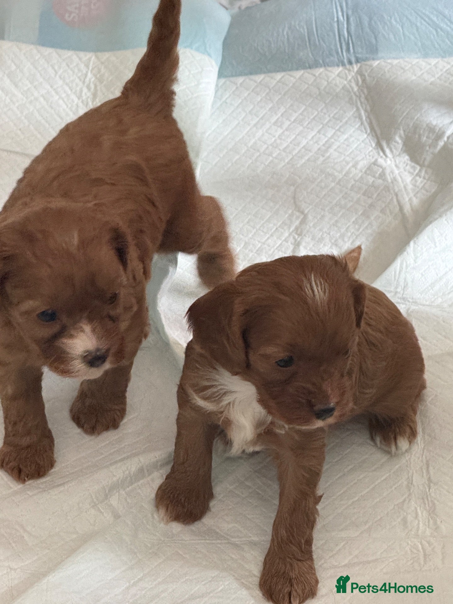 Cavapoo dogs Cavapoo f1 health tested mum and dad here to see - Advert 2