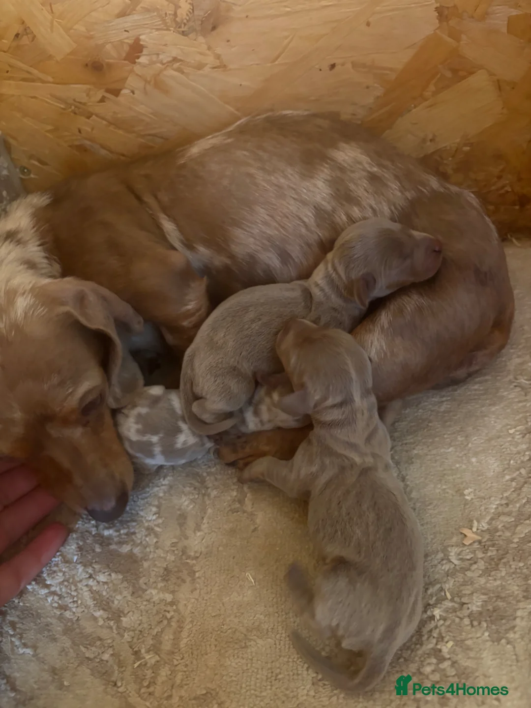 Miniature Dachshund dogs for sale: 🩶😍miniature dachshund puppies😍🩶 - Advert 2