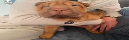 Shar Pei dogs for sale: 🐾💕 LAST LITTLE KC SHAR PEI GIRL 💕🐾 - Advert 17