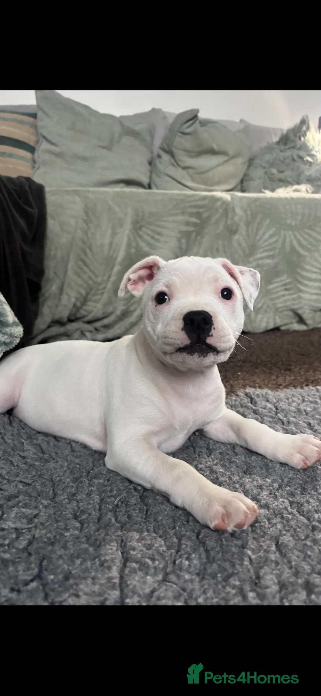 Staffordshire Bull Terrier dogs for sale: 13 week old female Staffordshire bull terrier  - Advert 2