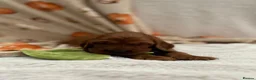 Irish Setter dogs for sale: Irish Setter Puppy - Advert 25