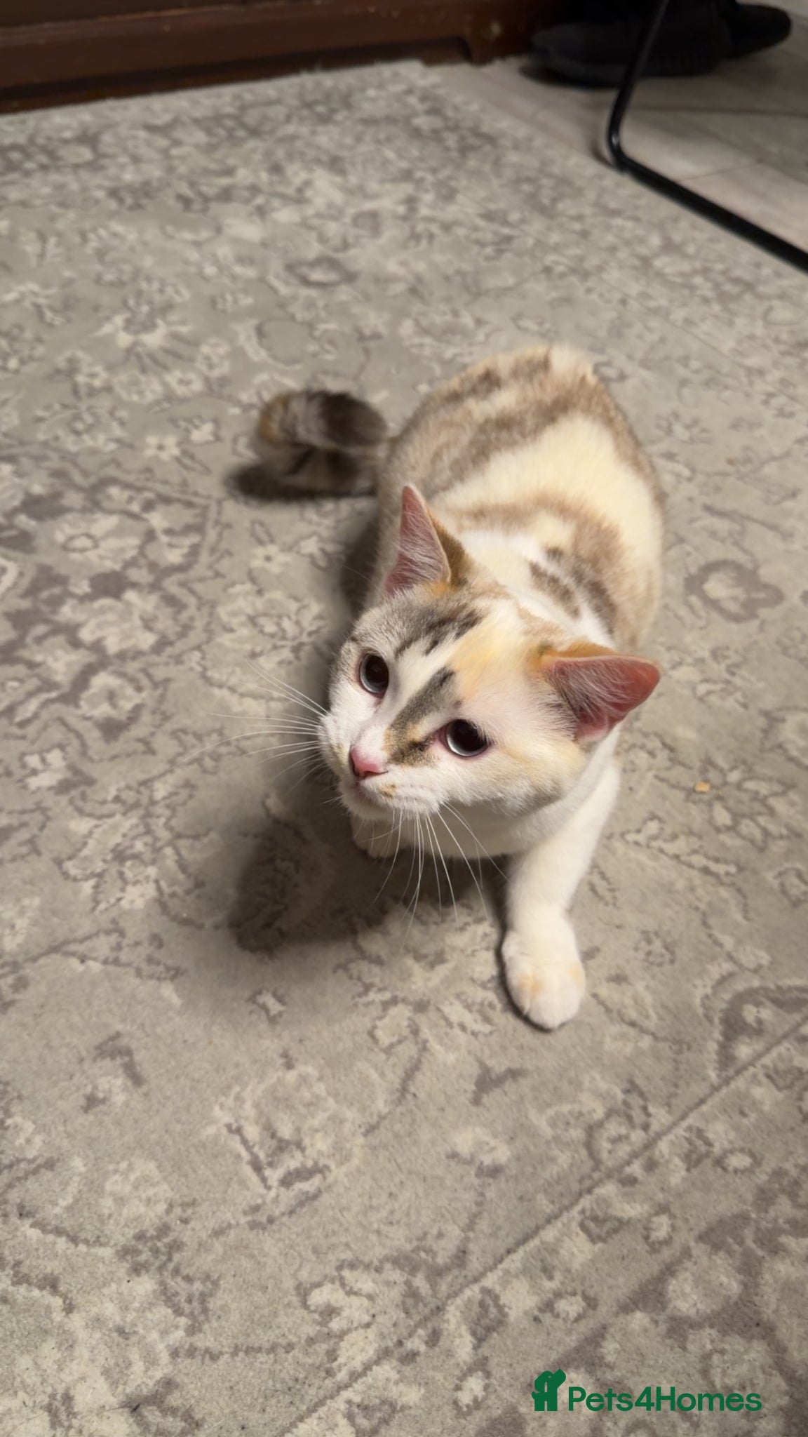 Mixed Breed cats for sale: Beautiful Half British Shorthair x Bengal Kittens  - Advert 1