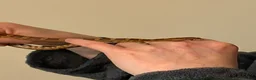 Corn Snake reptiles for sale: Kia the corn snake  in Cheltenham - Advert 3