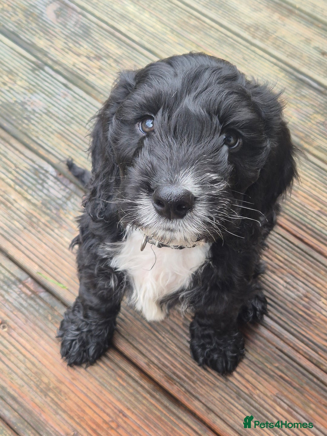 Cockapoo dogs for sale: cockapoo - Advert 8