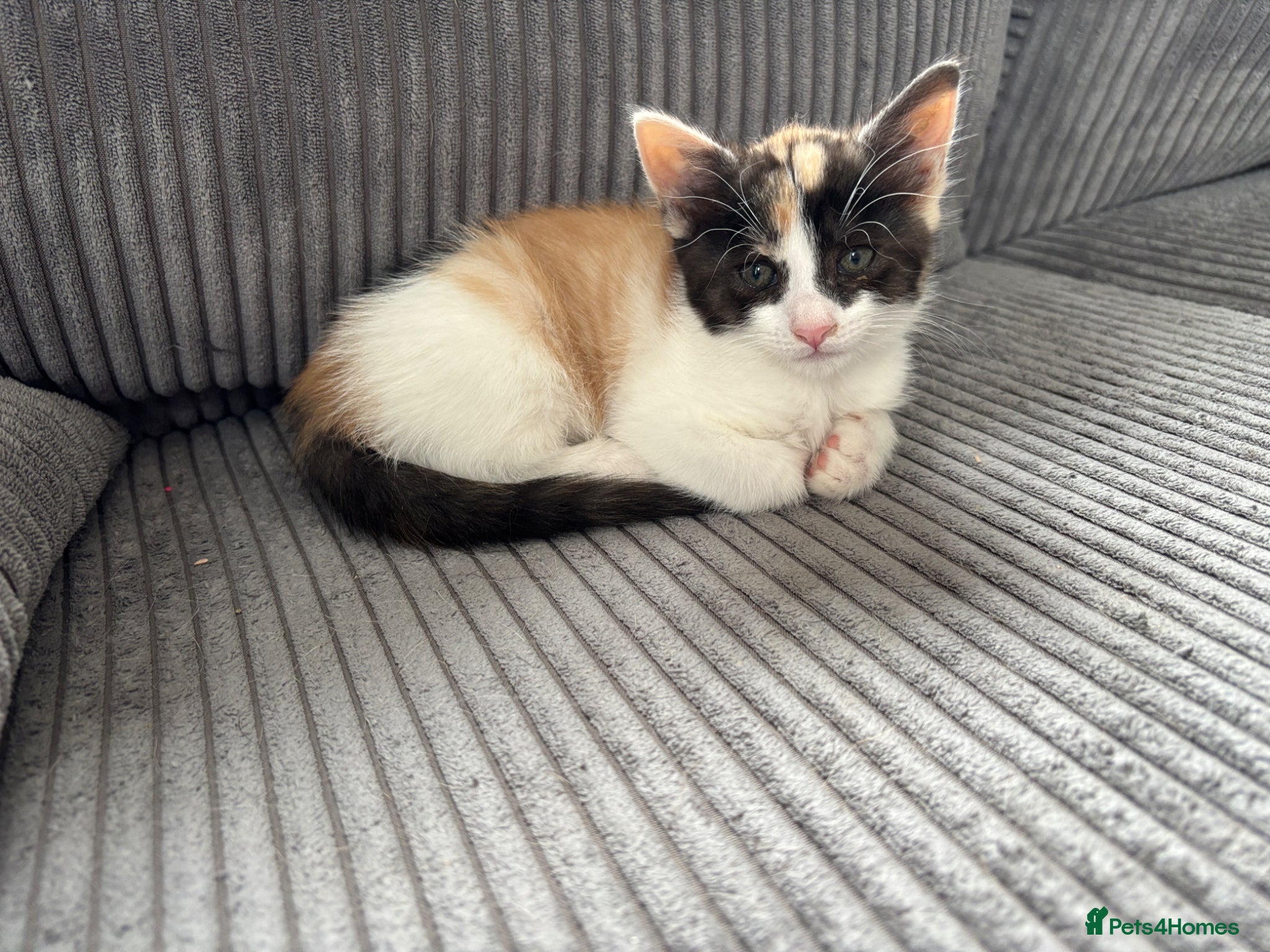 Mixed Breed cats for sale: Last 1 Stunning calico looking for forever home - Advert 6