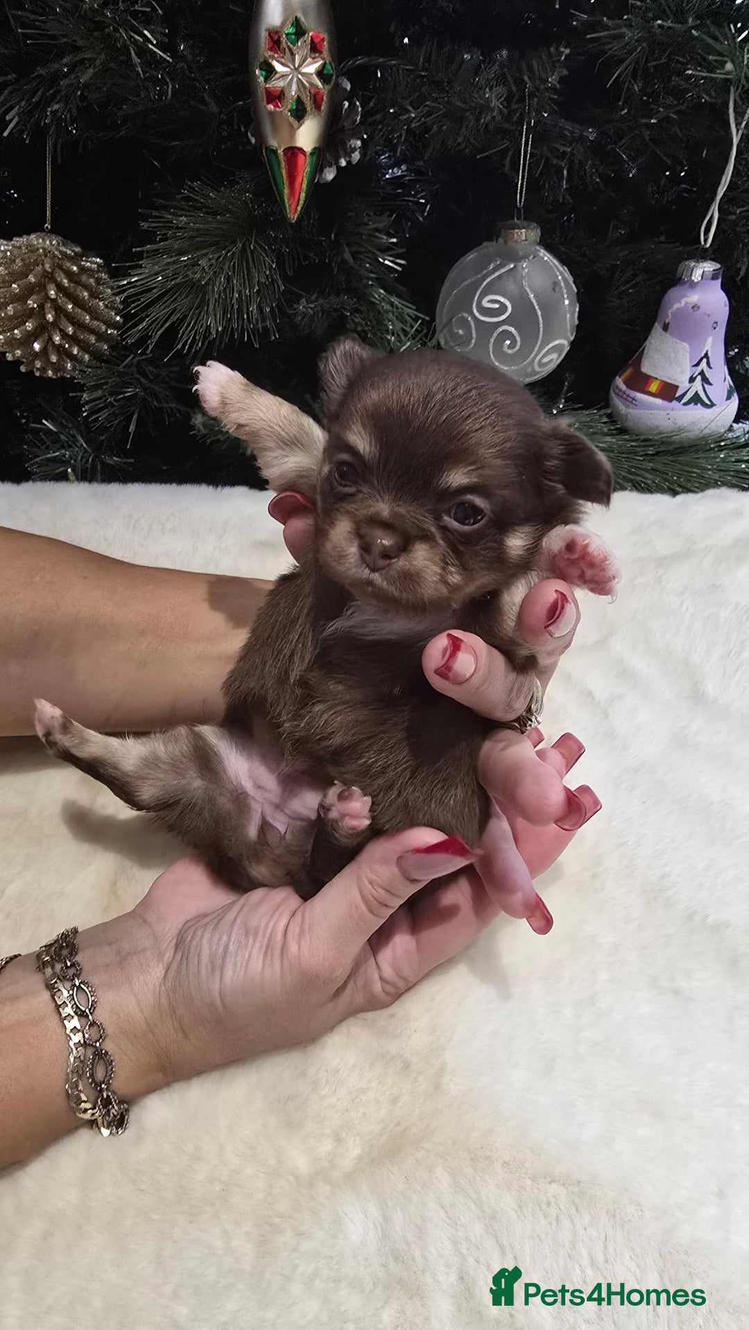 Chihuahua dogs for sale: Chihuahua puppies Russian ancestry with perfect bo - Advert 13