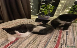 Mixed Breed cats for sale: Part main coon kittens  - Image 6