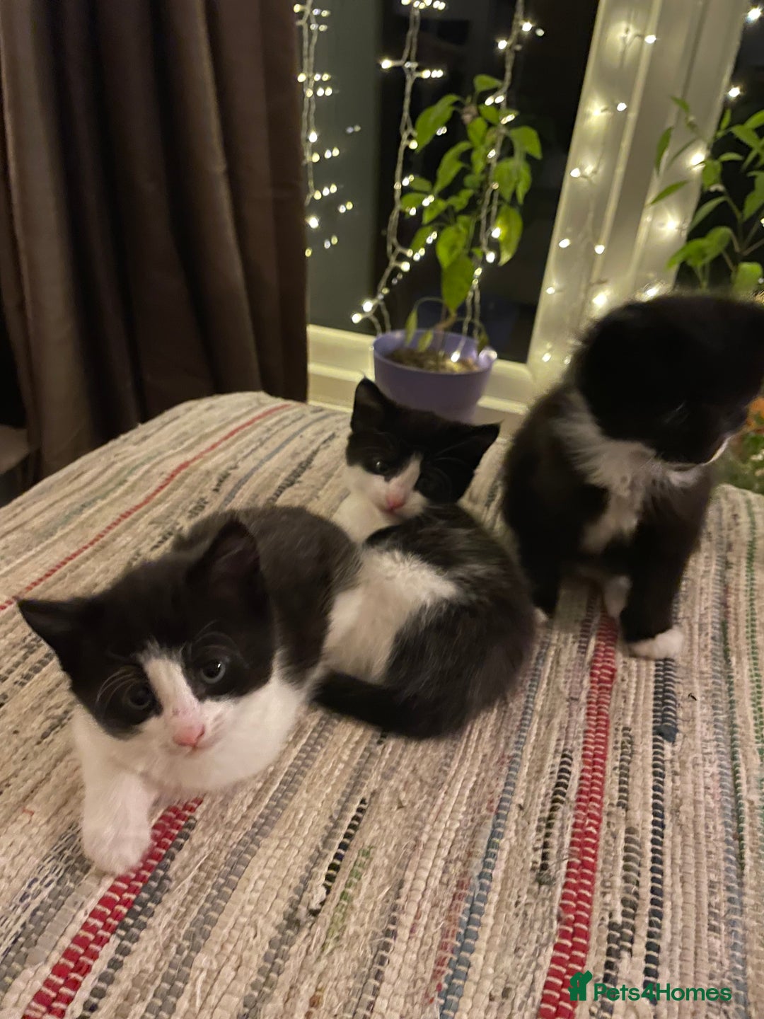 Mixed Breed cats for sale: Part main coon kittens  - Image 6