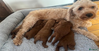 Cavapoo dogs - Advert 4