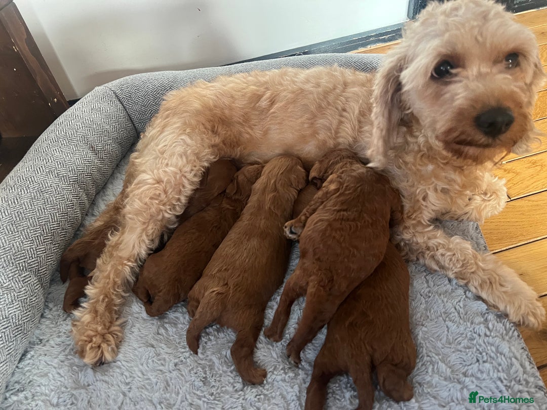 Cavapoo dogs for sale: Exceptional red toy cavapoo puppies - Image 2