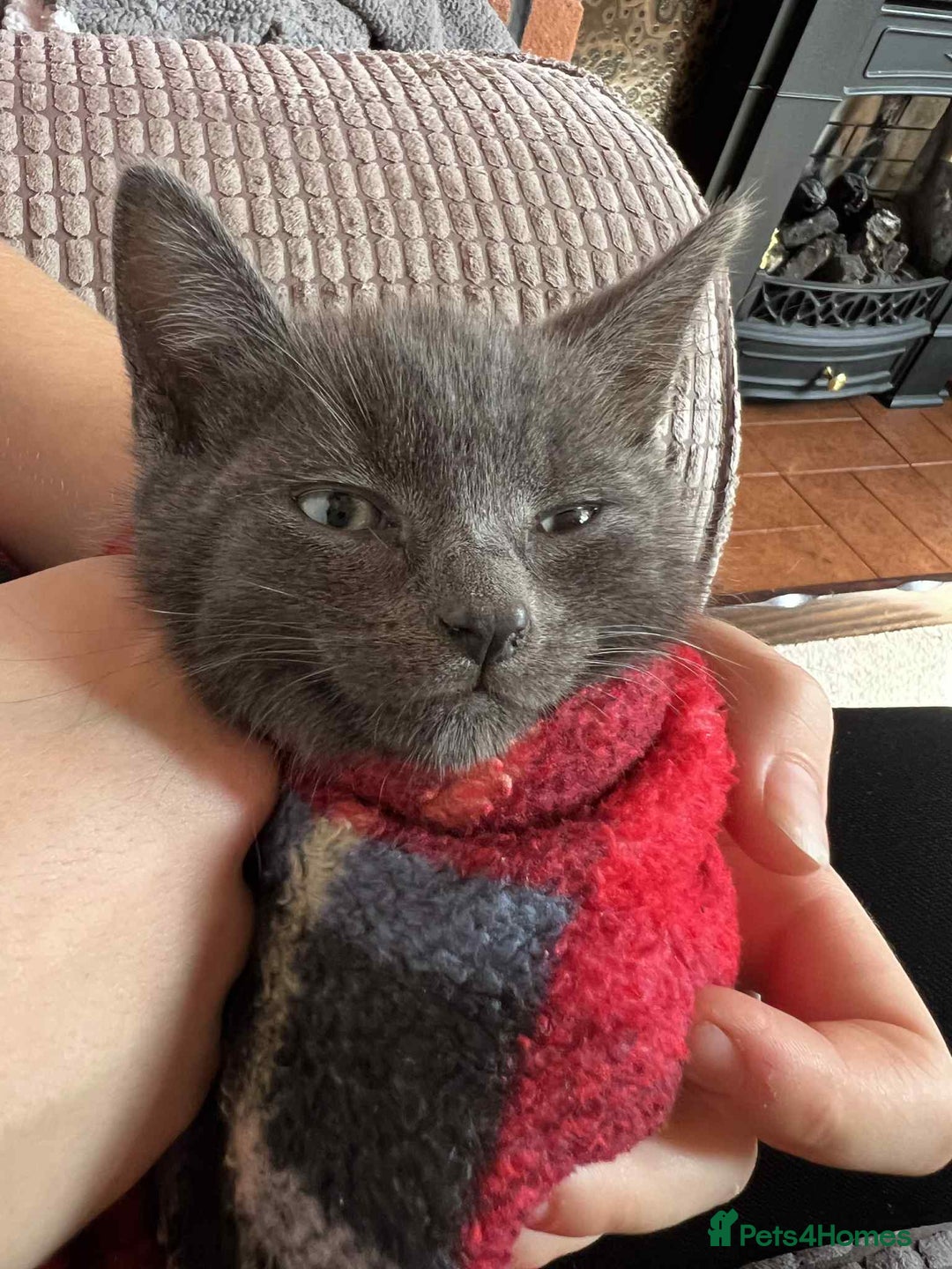 Mixed Breed cats for sale: Beautiful Kittens – One Grey Boy & Two girls - Image 10