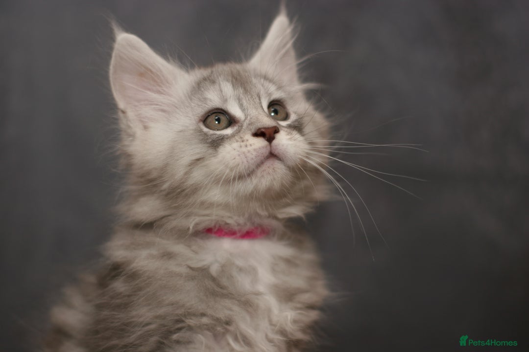 Maine Coon cats for sale: Mainecoon kittens TICA REGISTERED stunning - Advert 8