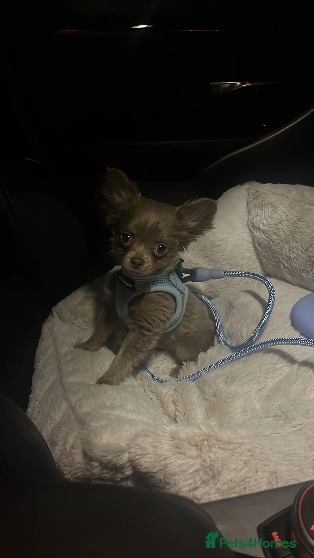 Chihuahua dogs for stud: 1.8kg TikTok star STUD DUTIES ⭐️ - Advert 10