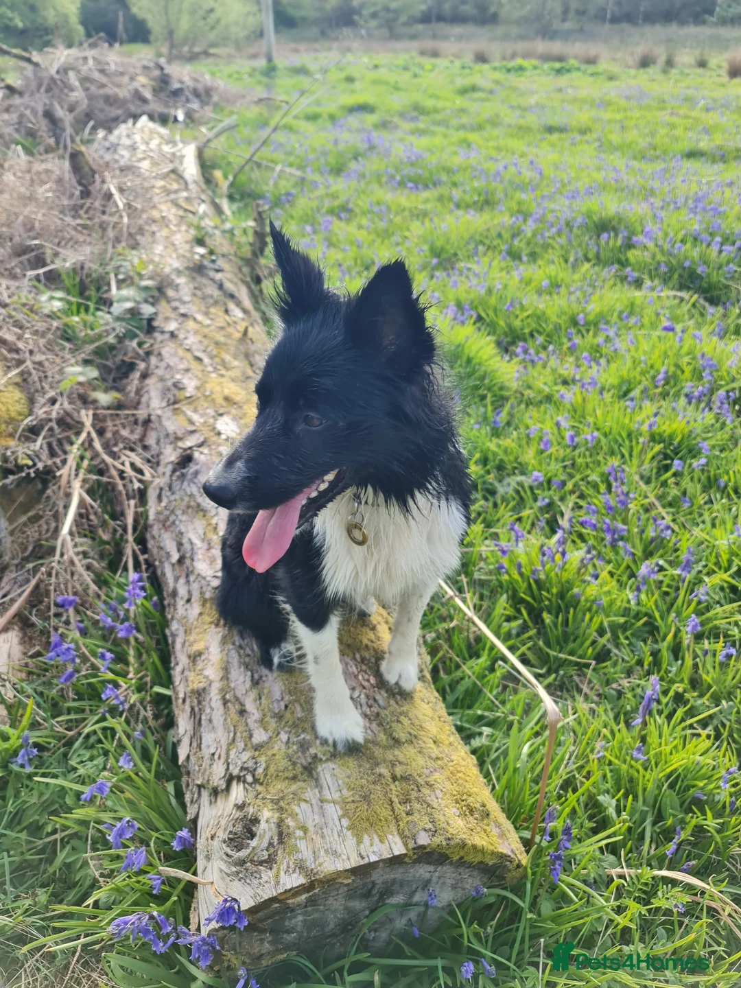 Border Collie dogs for sale: 18 month old Border Collie bitch in Lochgilphead - Advert 2