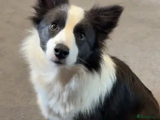 Border Collie dogs Border Collie Puppies For Sale - Advert 9