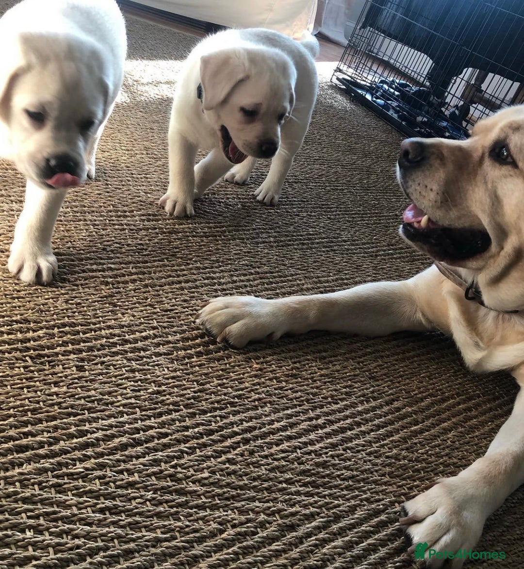 Labrador Retriever dogs for sale: Labrador Retriever Puppies For Sale. - Image 8
