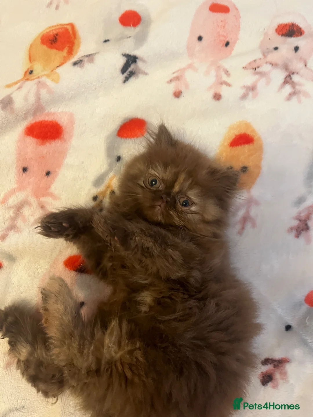 Exotic cats for sale: Beautiful Exotic Female Kitten 🤎 - Advert 8