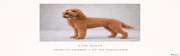 Mini Goldendoodle dogs for sale: Beautiful Miniature Goldendoodles Available  - Advert 15