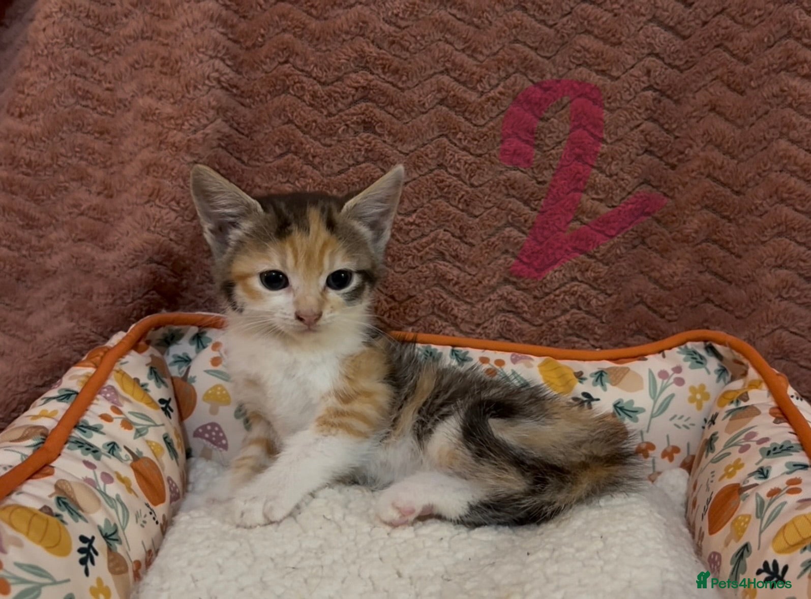 Mixed Breed cats for sale: 8 beautiful kittens ready for loving homes  - Advert 6