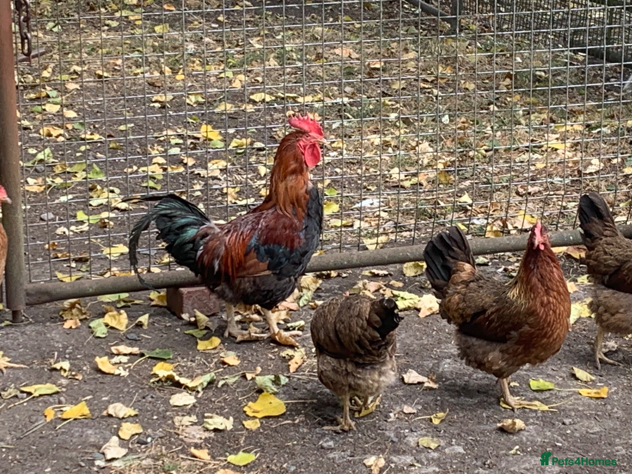 Chickens poultry Trio welsummer - Advert 5
