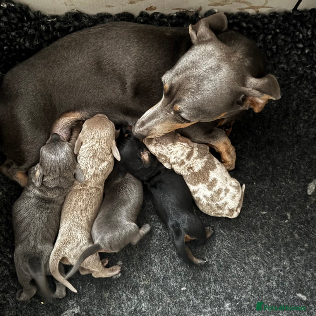 Dachshund dogs for sale: Mini smooth coat dachshunds  - Advert 2