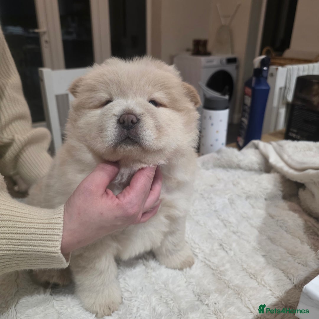 Chow Chow dogs for sale: 7 beautiful chow chow  - Advert 26