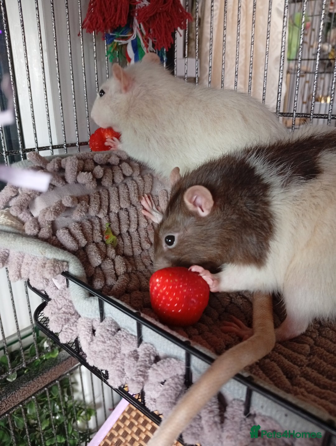 Ringnecks birds for sale: Male rats white and white and brown  - Image 4