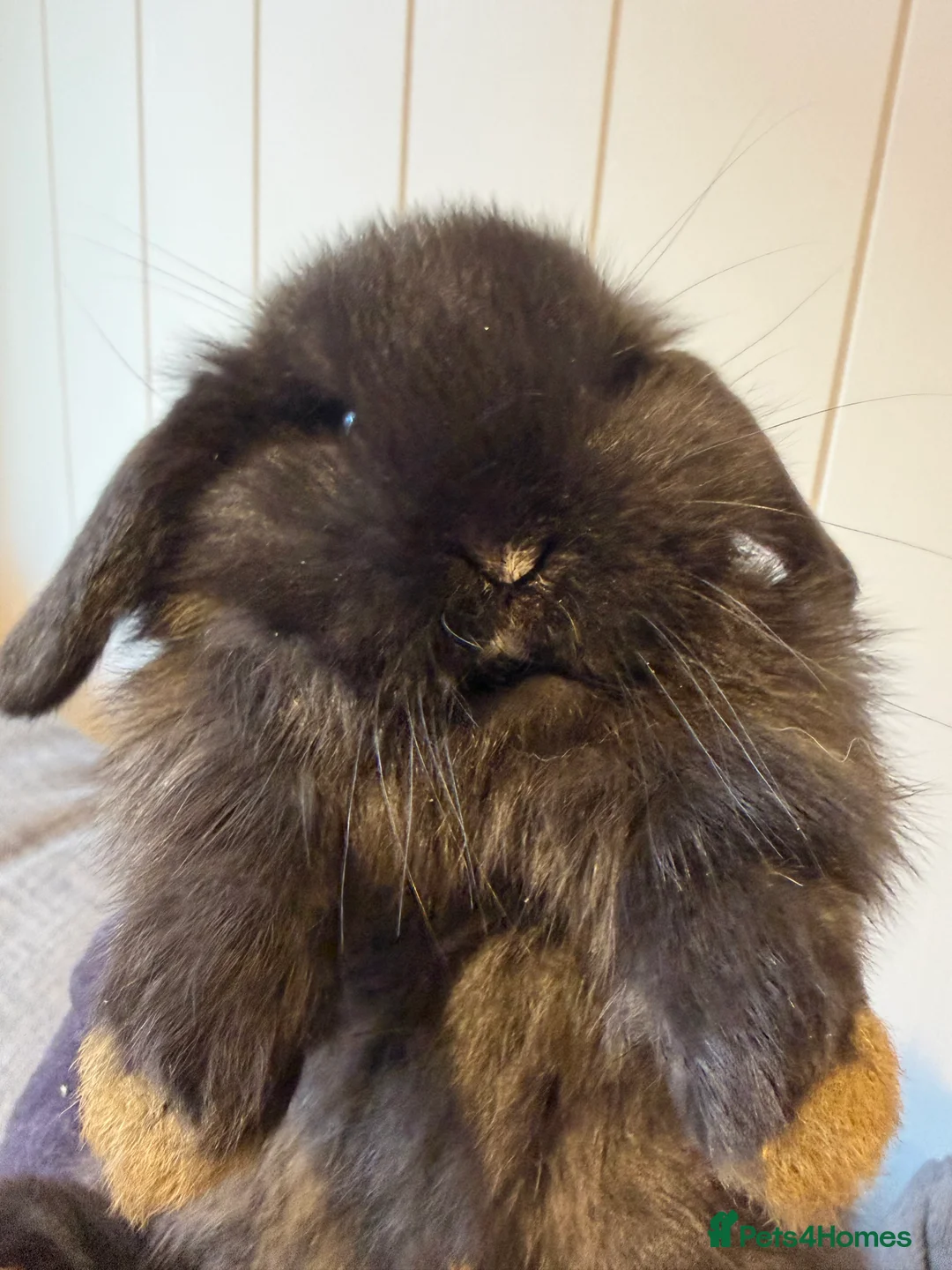 Mini Lop rabbits for sale: beautiful friendly mini lops  - Advert 7