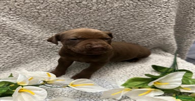 Bandog dogs - Advert 3