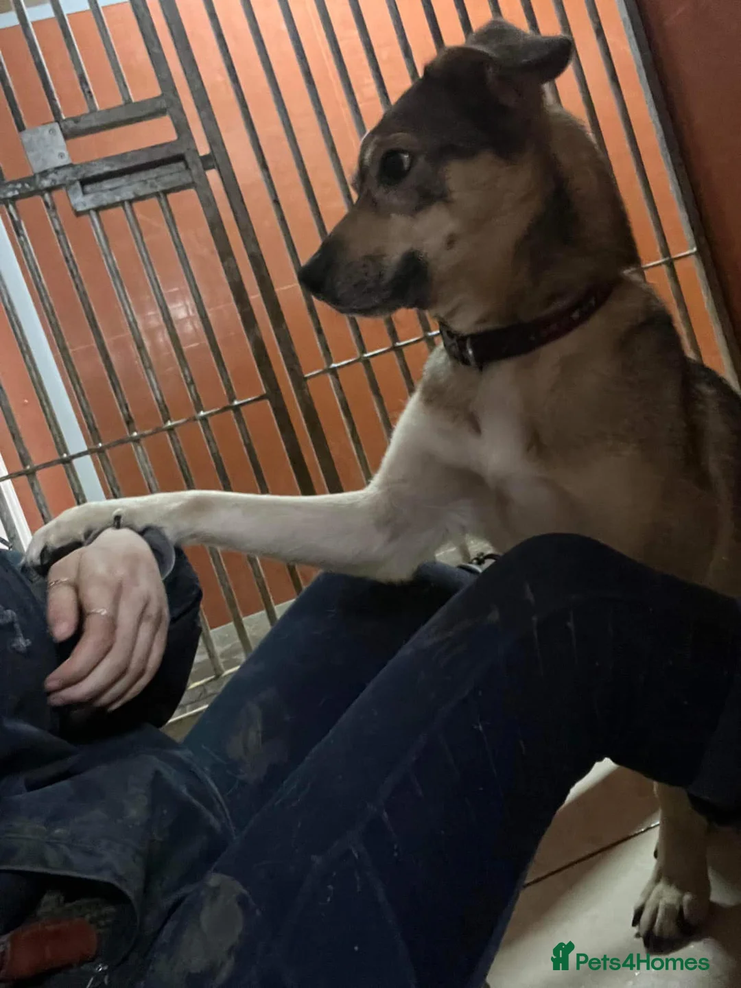 Mixed Breed dogs for adoption: Meet Archie, currently residing in Cheshire. in Nantwich - Advert 14