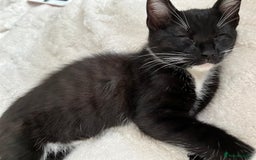 Mixed Breed cats for sale: Kittens looking for their forever home - Image 5
