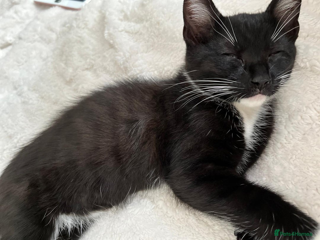 Mixed Breed cats for sale: Kittens looking for their forever home - Image 5