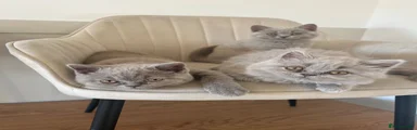 British Shorthair 1