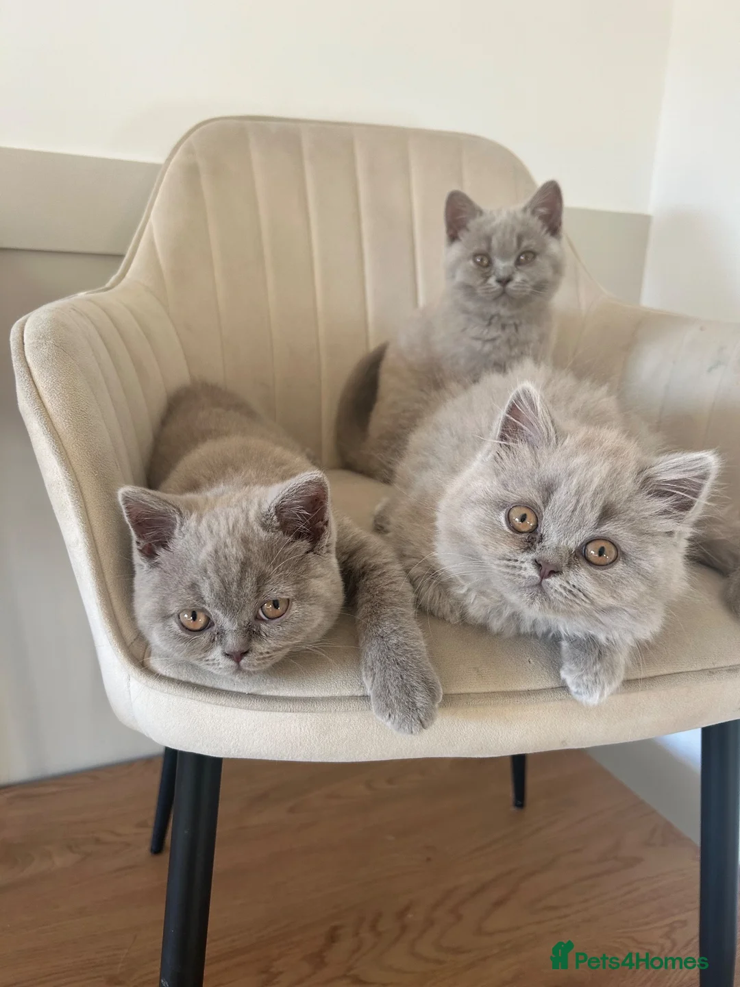 British Shorthair cats for sale: Bsh British short hair grey boy  - Advert 2