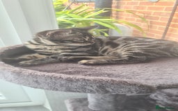 Bengal cats for sale: Stunning charcoal little girl - Image 3