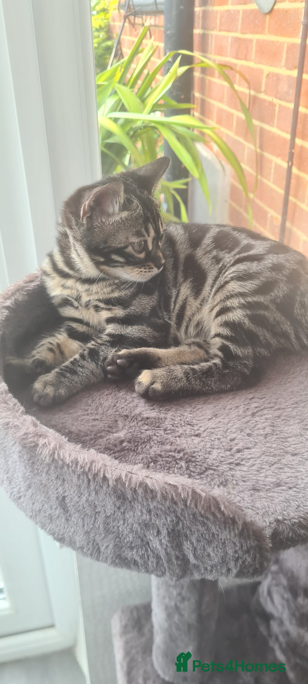 Bengal cats for sale: Stunning charcoal little girl - Image 3