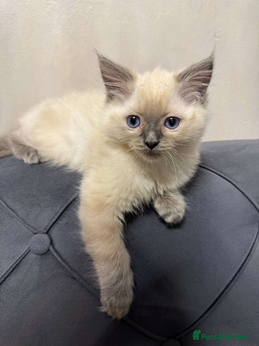 Ragdoll cats for sale: Beautiful bluepoint ragdoll  - Image 1