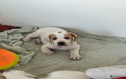 Pointer dogs for sale: Top Quality well bred pointer puppies - Image 5