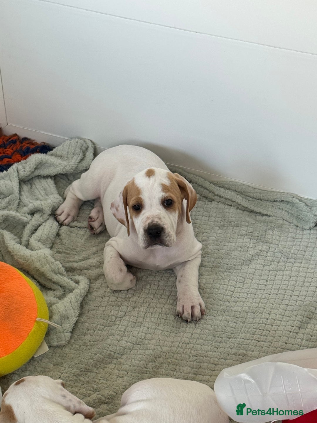 Pointer dogs for sale: Top Quality well bred pointer puppies - Image 5