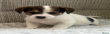 Jack Russell Puppy 2