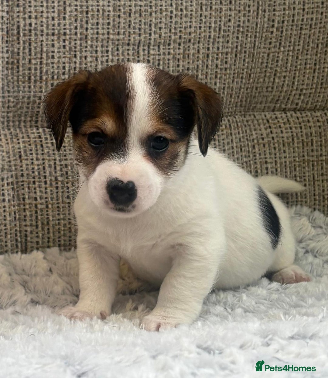 Jack Russell dogs for sale: Gorgeous short-legged Jack Russell Puppies! - Advert 27