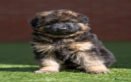 German Shepherd dogs for sale: German shepherd puppies KC register  - Image 4