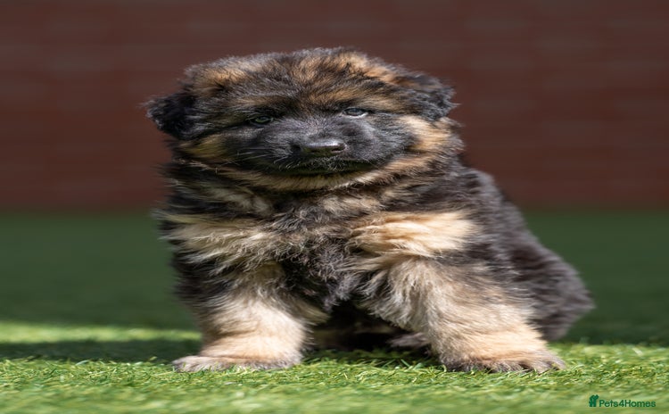German Shepherd dogs - Advert 15