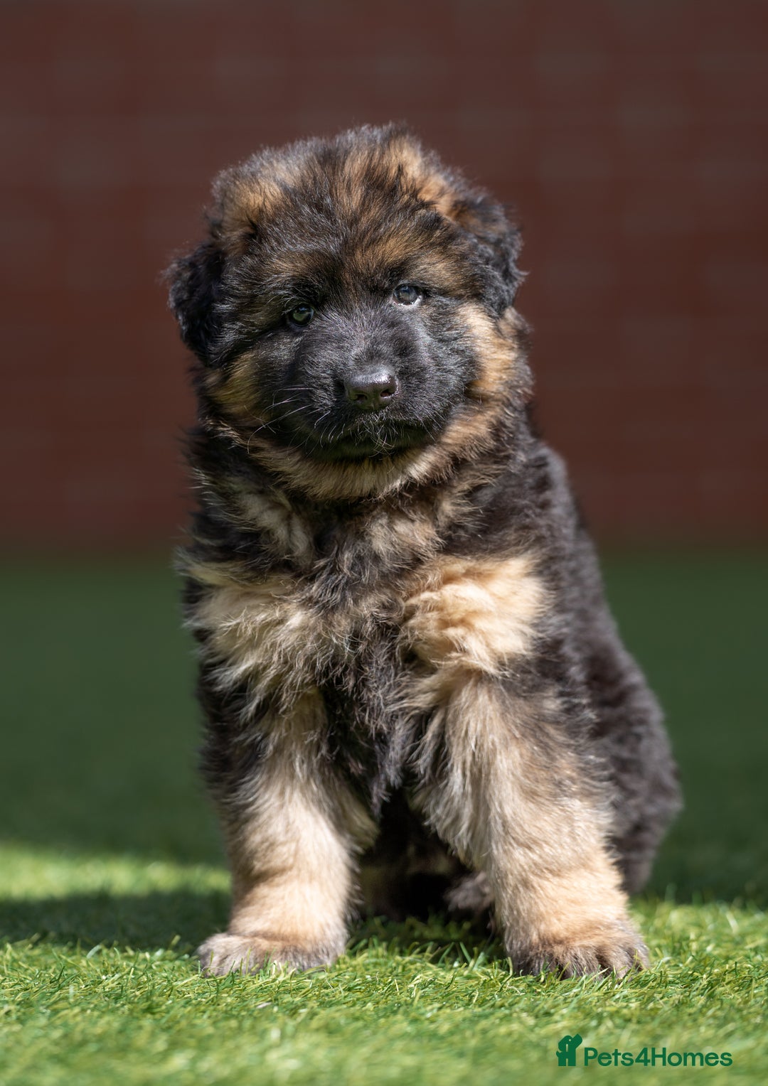 German Shepherd dogs for sale: German shepherd puppies KC register  - Image 4